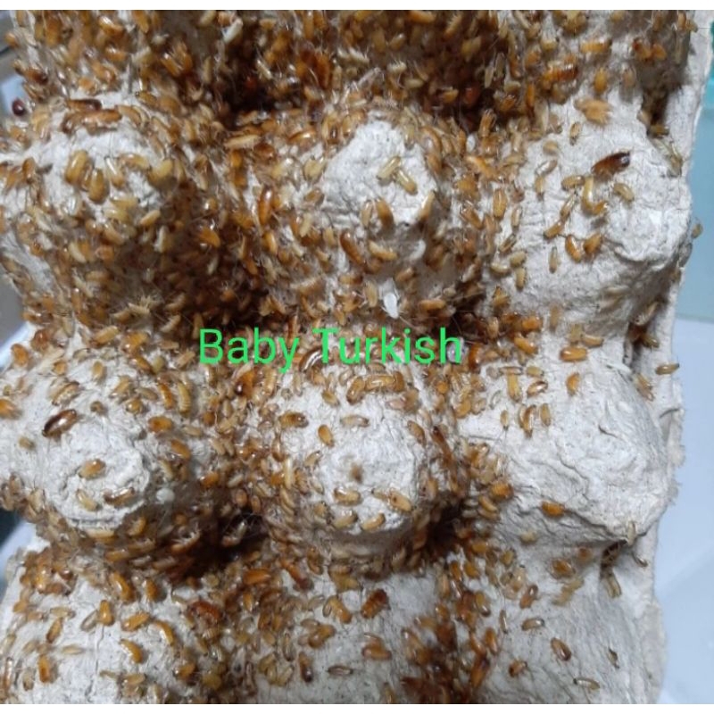 kecoa Turkish baby