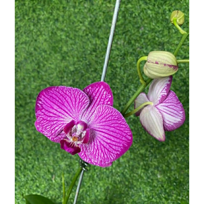 Anggrek Bulan Dewasa Purple Stripe Splash - Anggrek Bulan Dewasa Spike premium siap berbunga