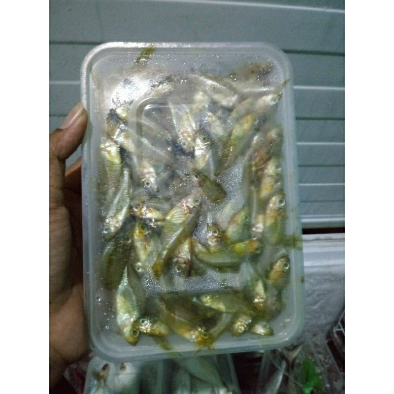 

ikan wader marinasi ±400gr