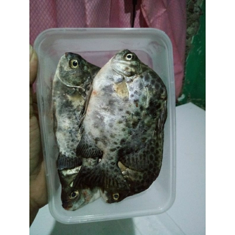 

ikan kiper / ketang2 isi 5