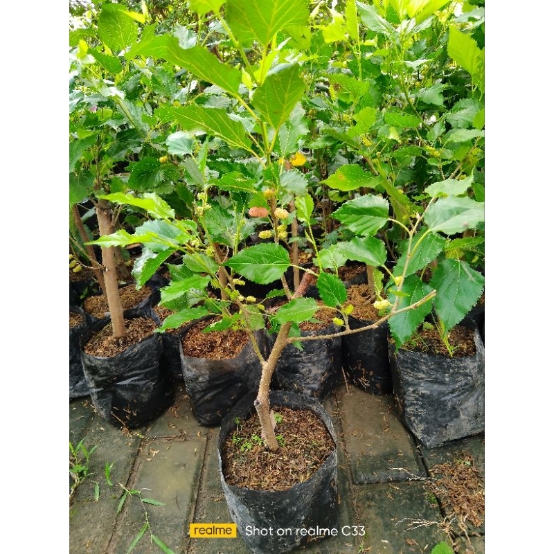 Pohon Murbei Cangkok