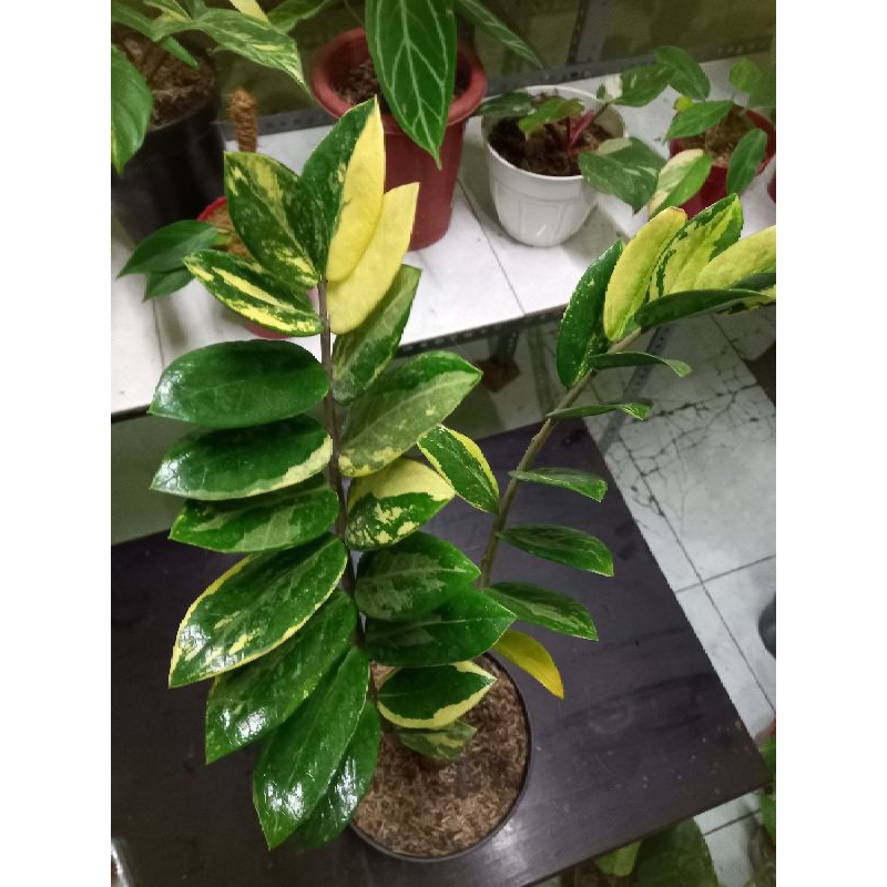 Zamia culcas varigata