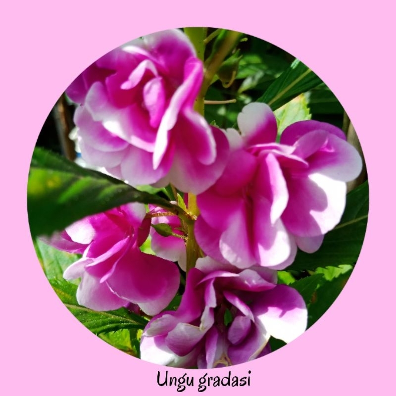 Benih / biji bunga pacar air tumpuk ungu gradasi ( Balsamina impatiens )