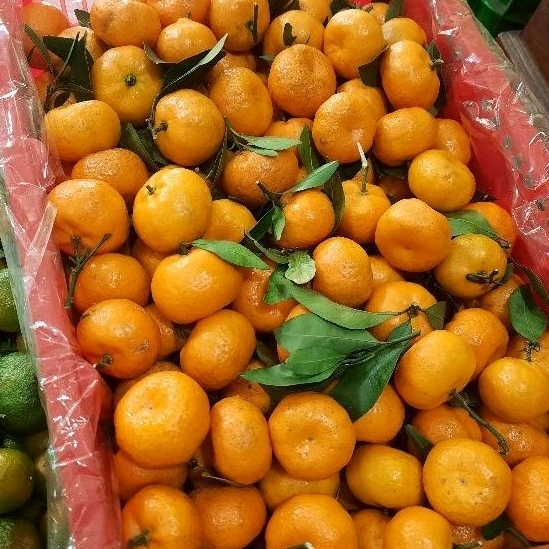 

Jeruk Santang 1 Krat