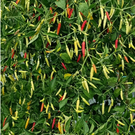 ID BENIH BIBIT CABE RAWIT SETAN TIPE PATALAN SIUNG 03 DARI CAP YOU SEED ISI 10 GRAM