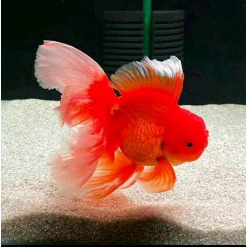 New Oranda Super Red