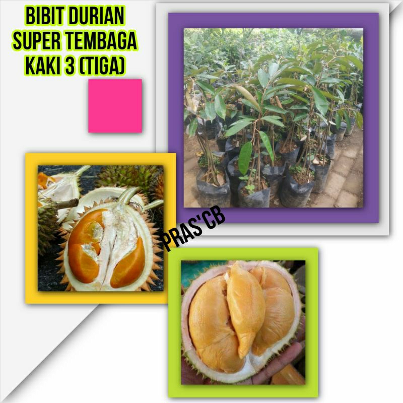 Bibit durian super tembaga kaki 3 (tiga)