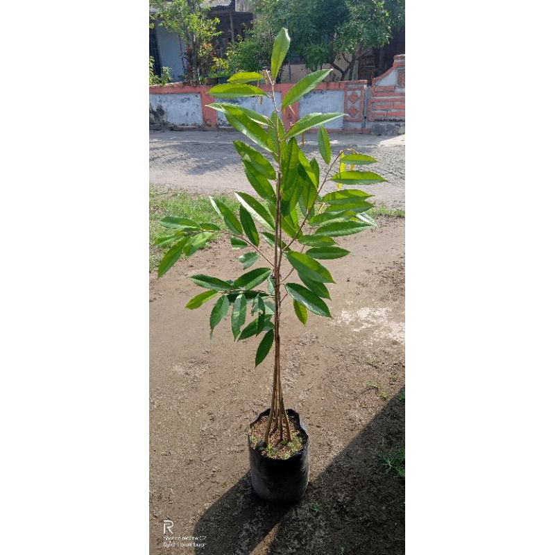 Bibit durian duri hitam kaki 3 1 meter up full media