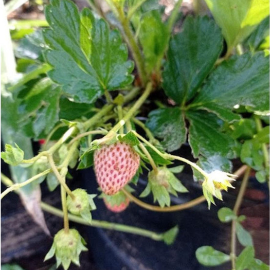 Tanaman Buah Strawberry Merlan Indukan Besar Jumbo dan Rimbun Full Media