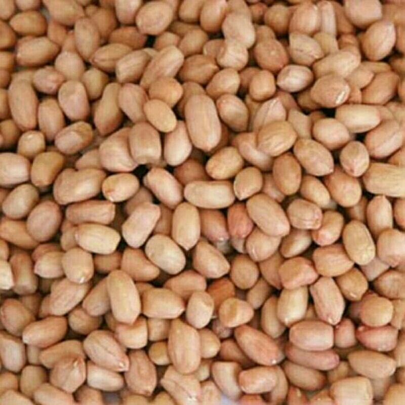 

Kacang tanah mentah kacang tanah kualitas premium 1kg