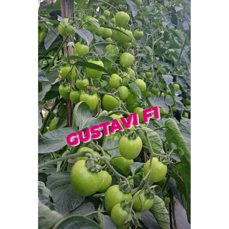 Tomat Hibrida Gustavi F1 1750 Butir Kemasan Pabrik Cap Panah Merah Tahan Kresek Dan Cacar Daun