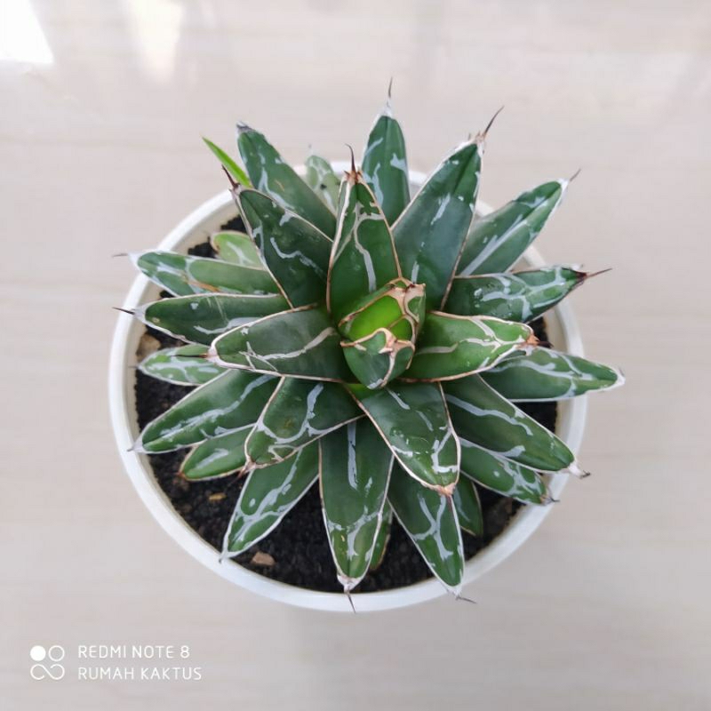 Agave Victoriae Reginae promo