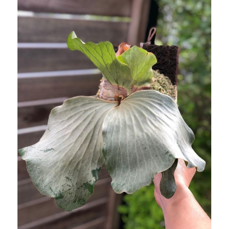 Platycerium_elephantotis