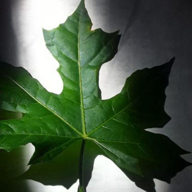 

Daun gedi 1/2Kg