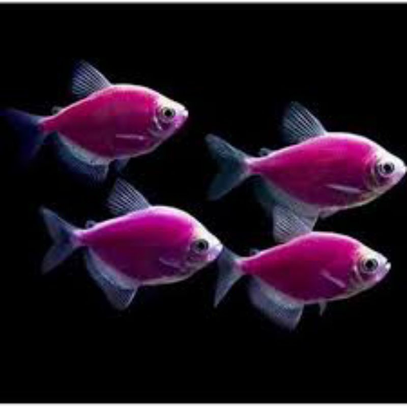 Replika ikan hias glofis waena ungu isi 5 pcs