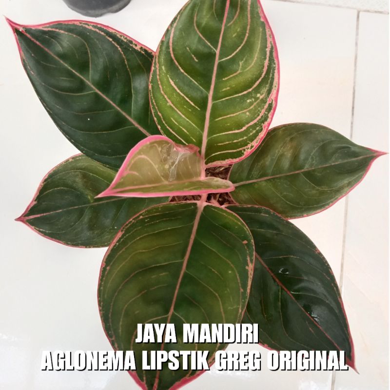 AGLONEMA LIPSTIK GREG ORIGINAL