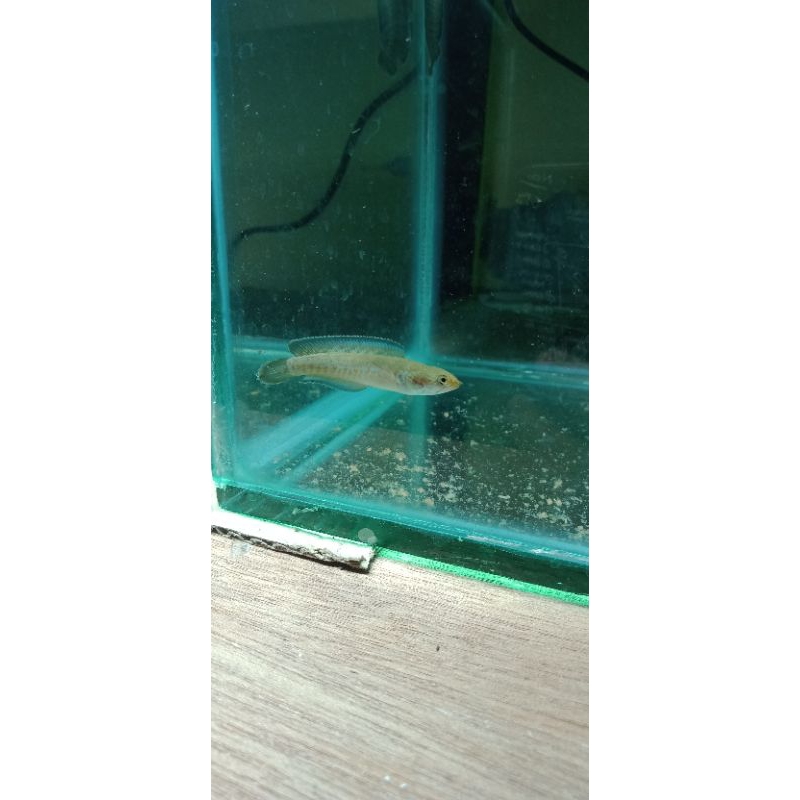 

andro 4-5cm full premium maxi