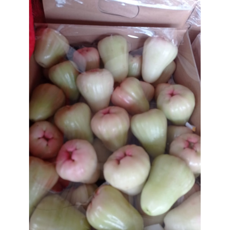 

Buah Jambu air delima madu | jambu air madu manis | promo jambu air 1 kg