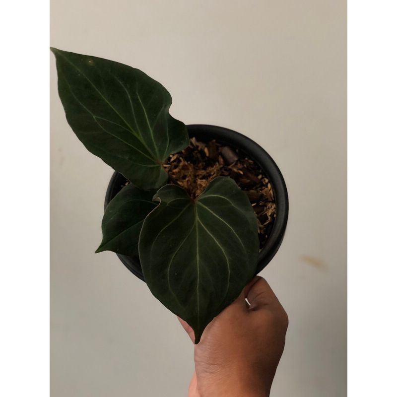 anthurium king of spades