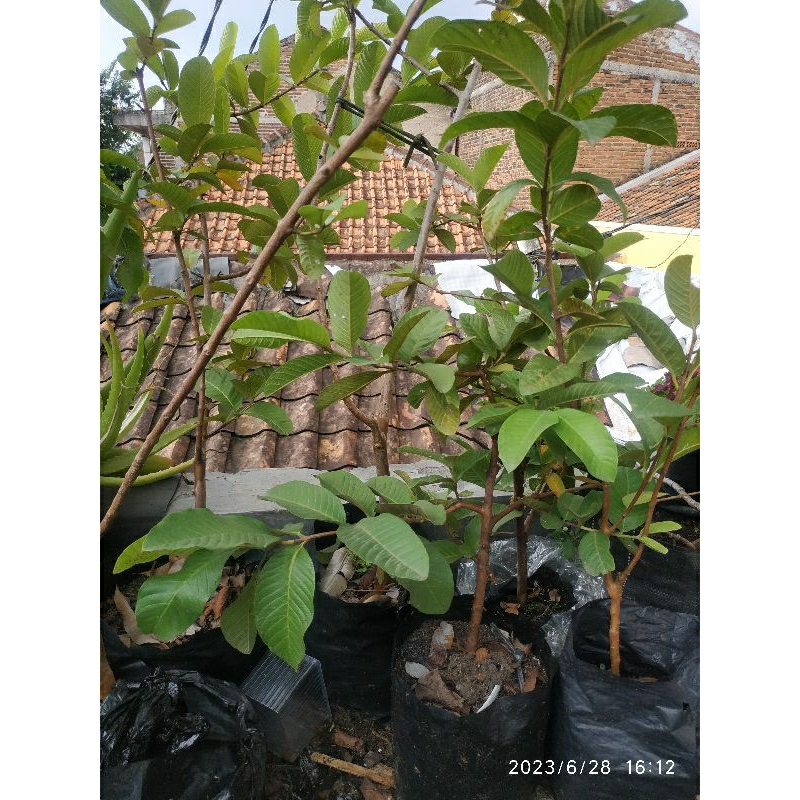 Tanaman"jambu"kristal