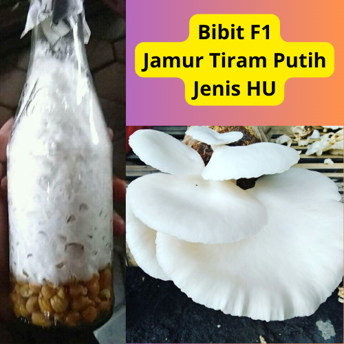 

Bibit F1 Jamur Tiram Putih Jenis HU