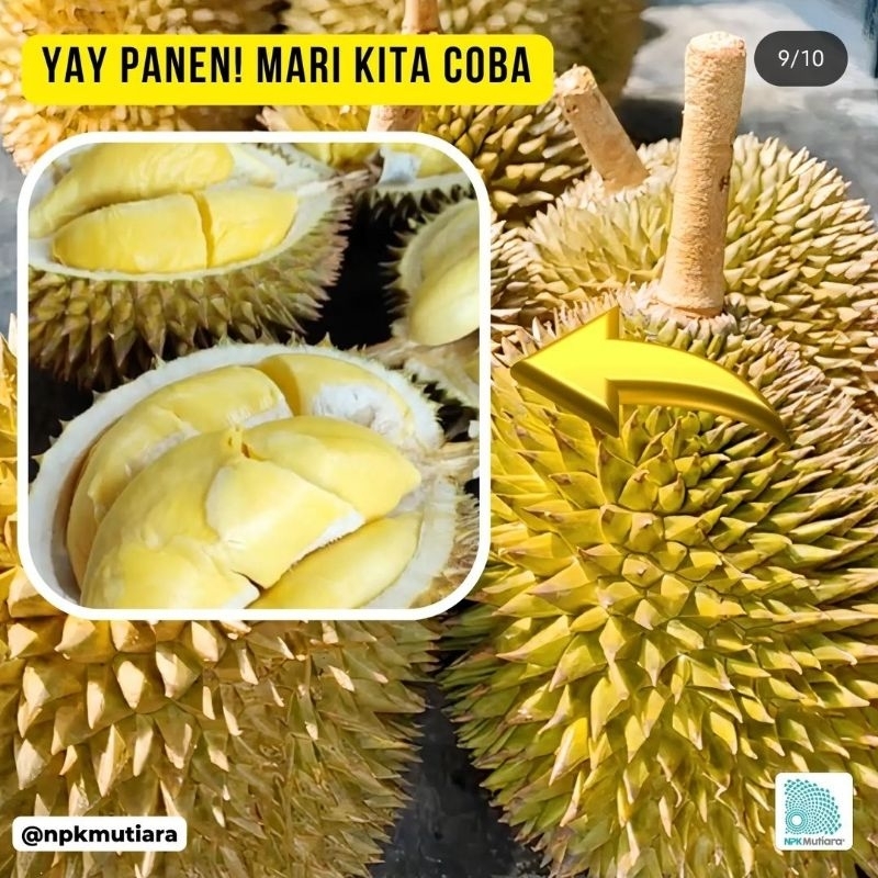 bibit buah durian hitam kaki 3 berkualitas hasil okulasi  cepat berbuah