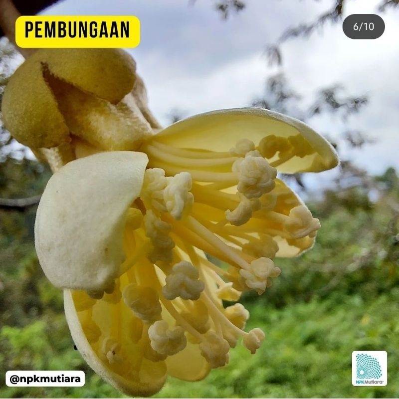 bibit buah durian hitam kaki 3 berkualitas hasil okulasi  cepat berbuah