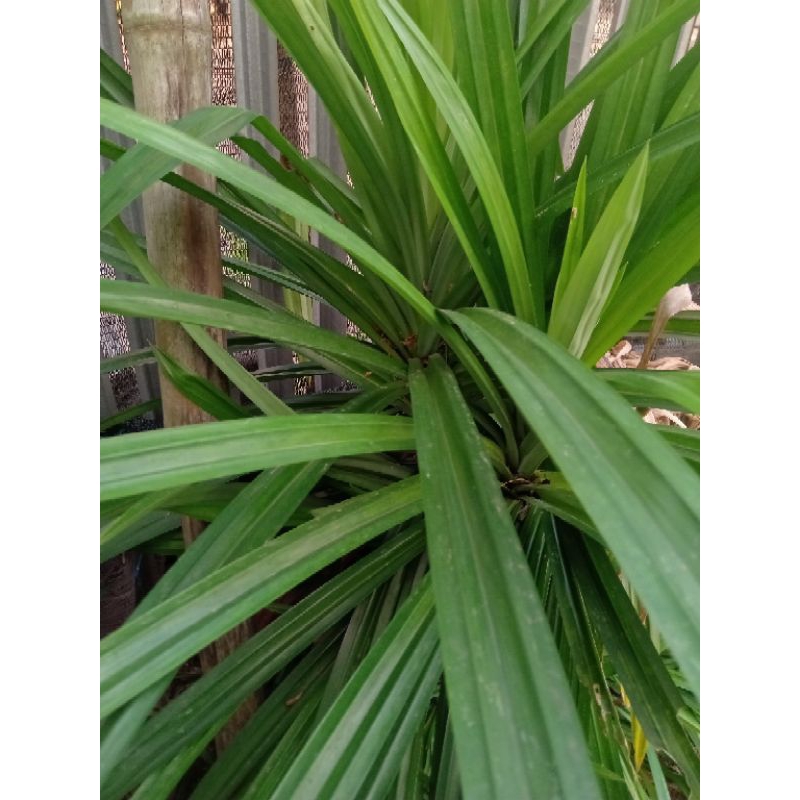 

daun pandan wangi segar 7lb Rp 2000,-