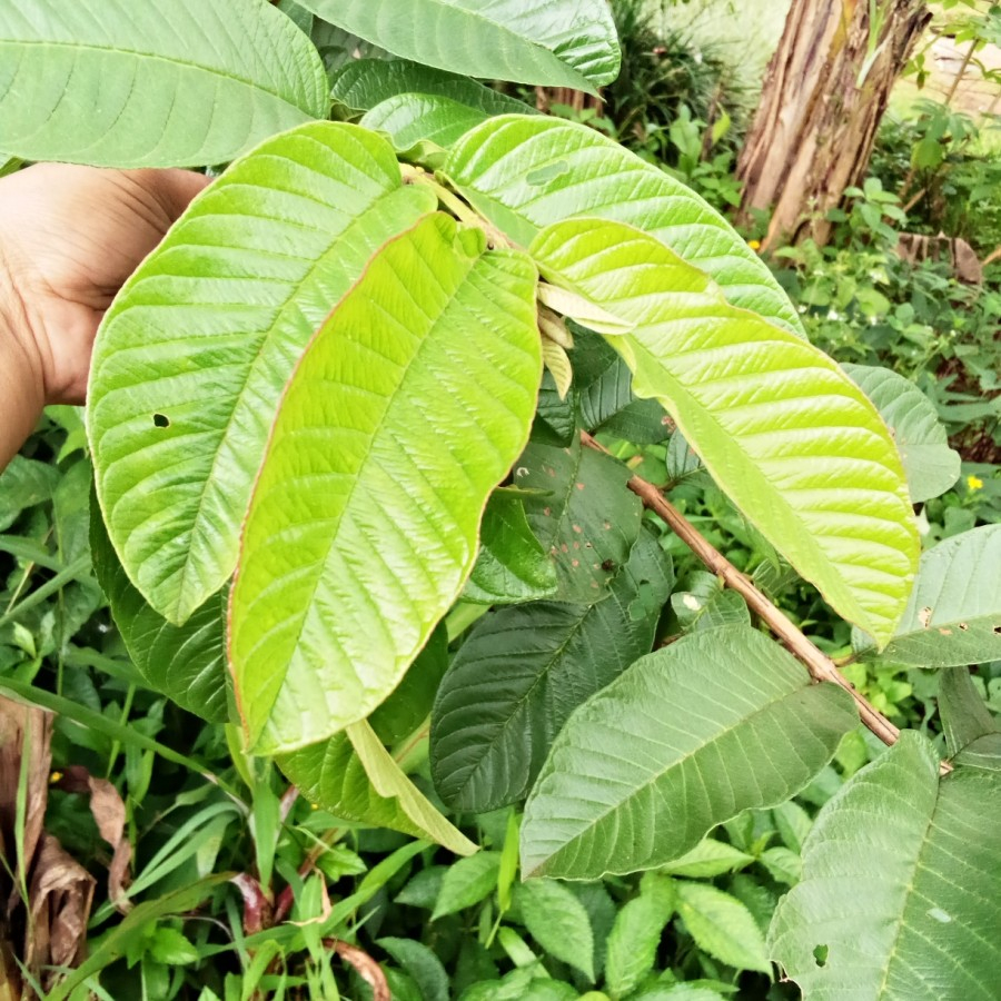 

daun jambu biji daun jambu biji segar