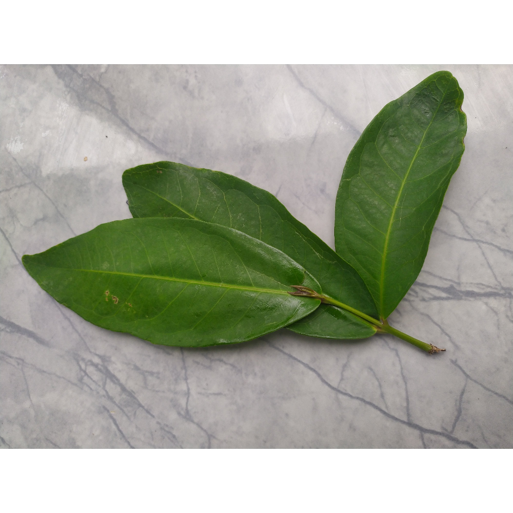 

DAUN JAMBU AIRRHKUIY6TYRRYFGF