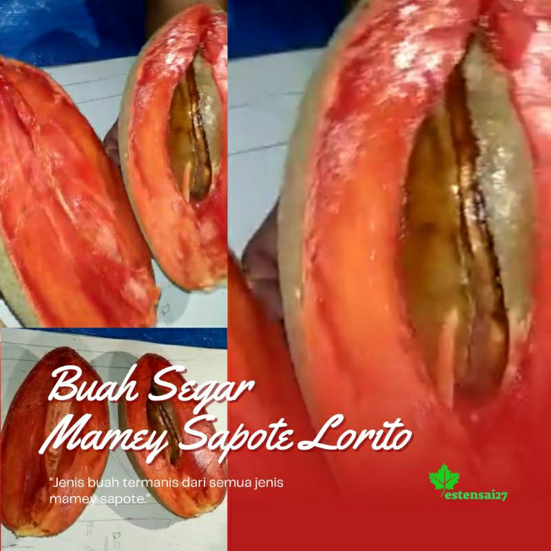 

Buah Mamey Sapote (Jenis Lorito) -+ 1- 1,5 kg | Wajib Pakai JNT/ JNE