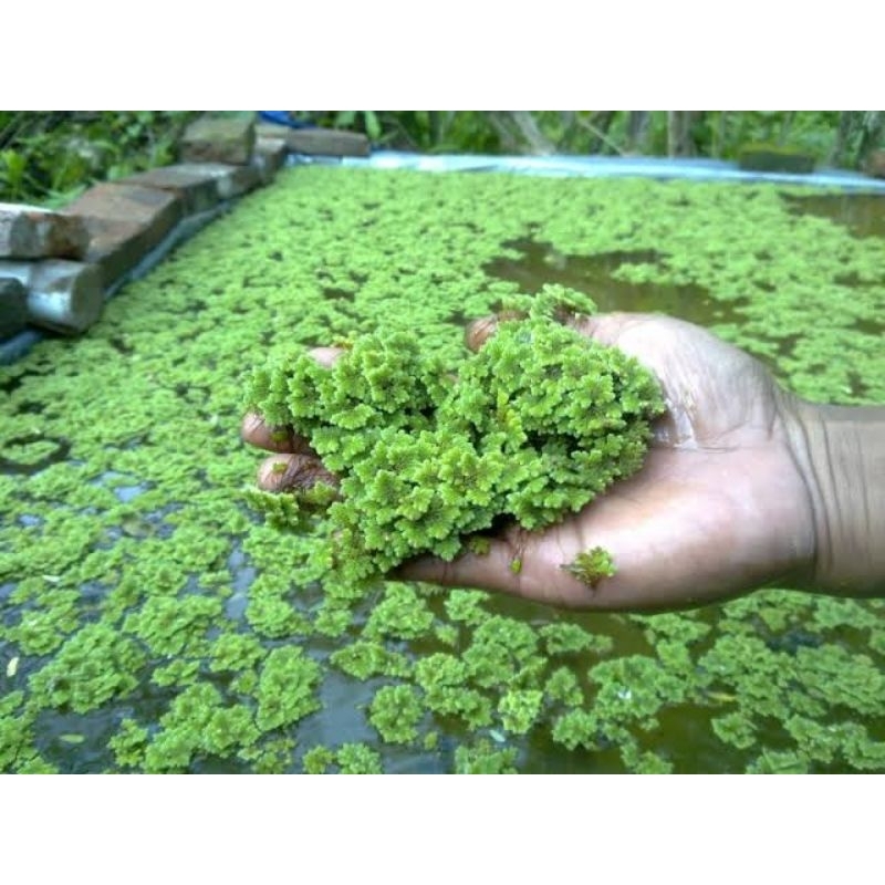 ♥️ AZOLLA JUMBO 500 GRAM