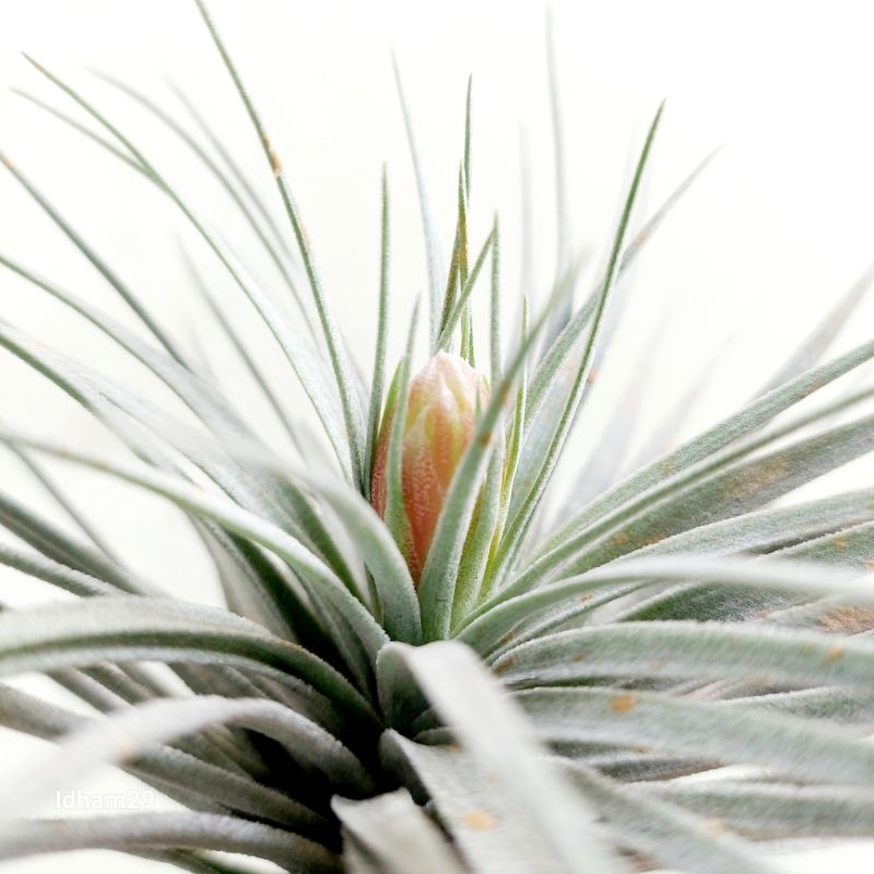 Tanaman Udara Tillandsia Houston Cotton Candy
