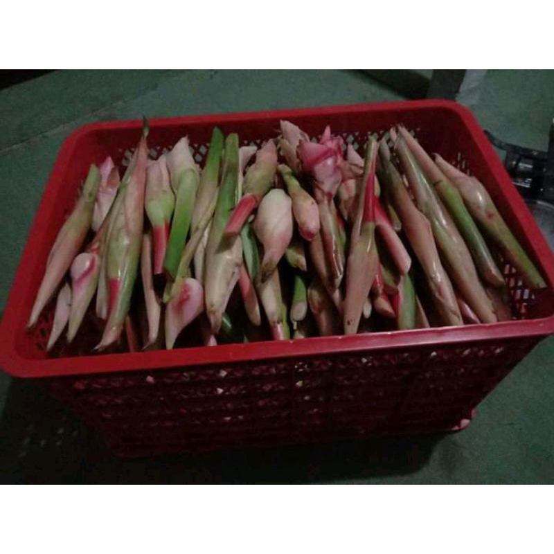 

KECOMBRANG 1KG