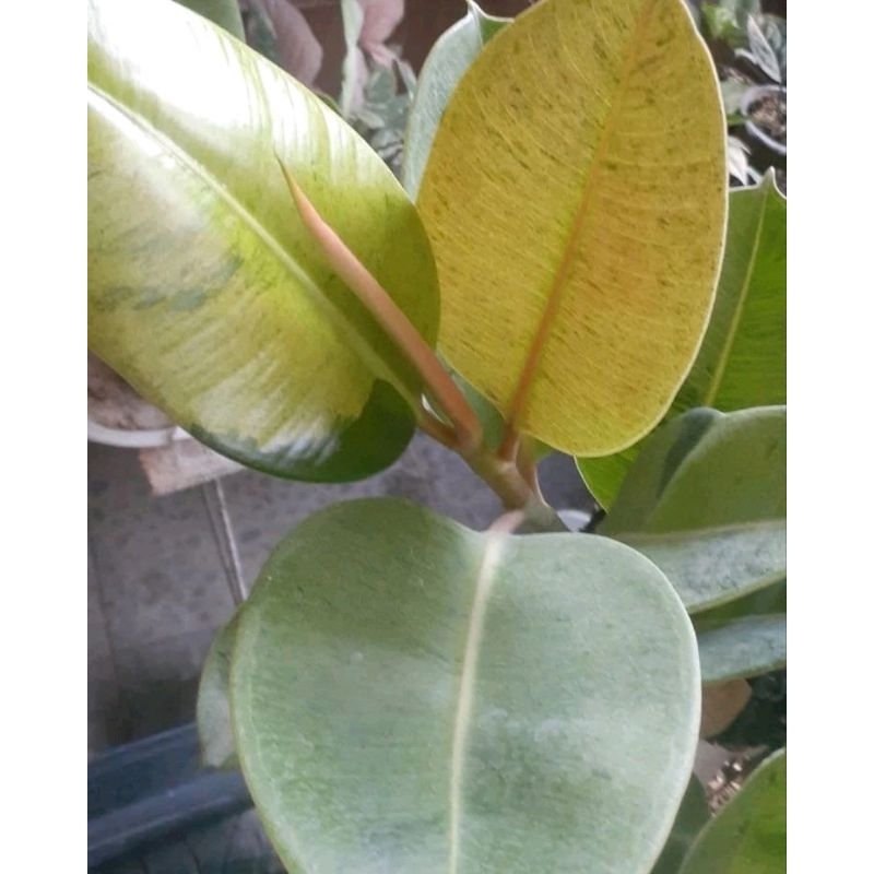 ficus elastica shivereana / tanaman hias semarang