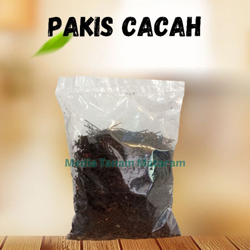 PAKIS CACAH | AKAR PAKIS MEDIA TANAM ANGGREK