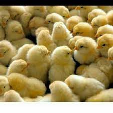 DOC PEJANTAN - ANAK AYAM NEGRI PEJANTAN  - PAKAN REPTIL