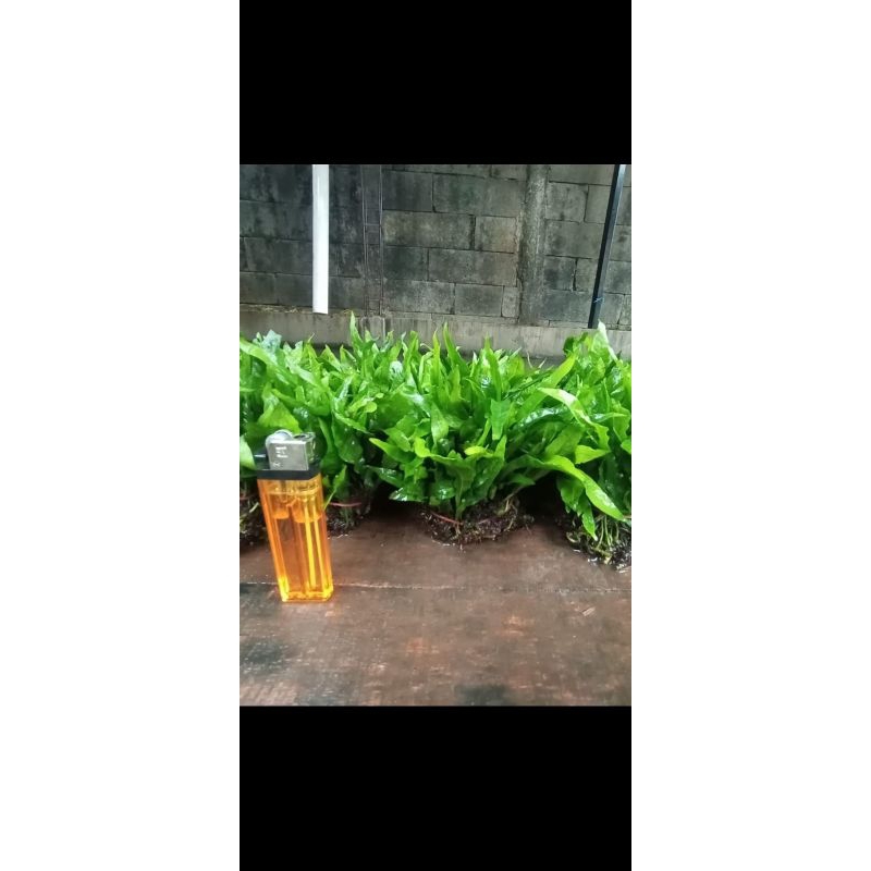 kadaka Mimi aquascape