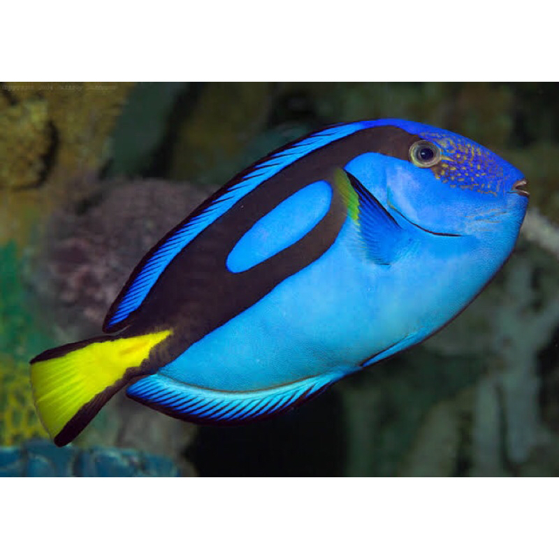Ikan Dori / Letter Six / Blue Tang - Ikan Hias Laut