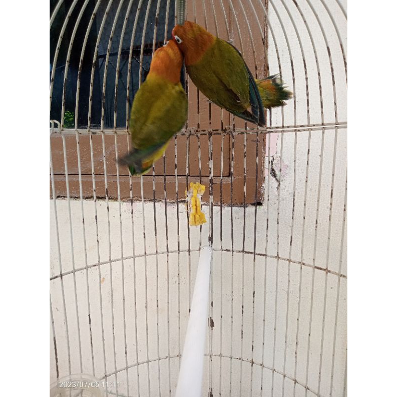 Lovebird Pasangan Muda EWING GREEN