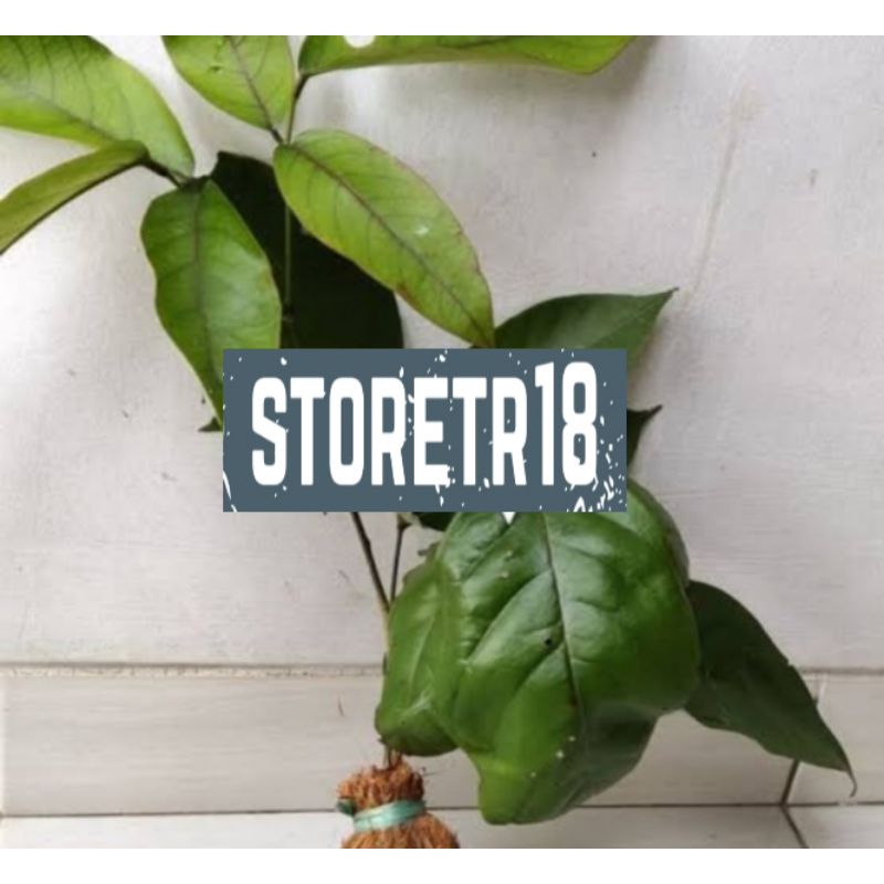 Bibit Akar Tuba Bibit Tuba Khusus Bibit Siap Tanam