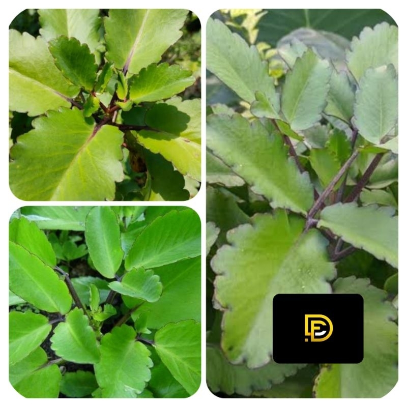 

Daun cocor bebek segar daun buntiris segar 500 gram-az