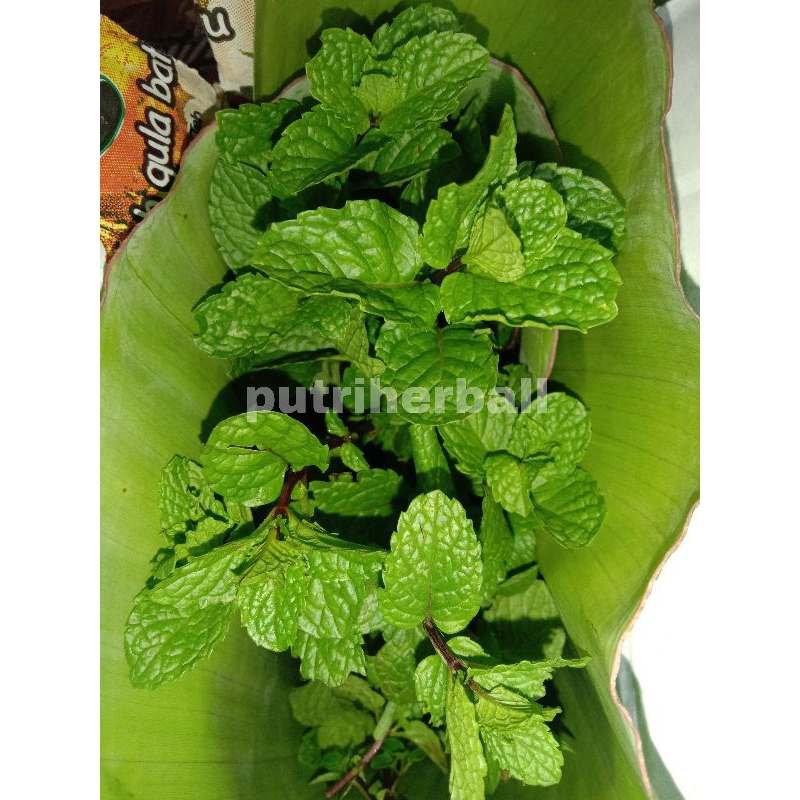 

DAUN MINT SEGAR PER 500 GRAM HASIL KEBUN