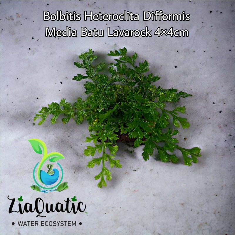 Bolbitis Heteroclita Difformis Media Batu Lavarock 4×4cm - Tanaman Aquascape Paludarium Terrarium