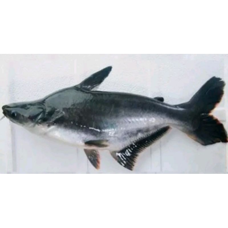 

Ikan patin fres 1ekor-+500gr