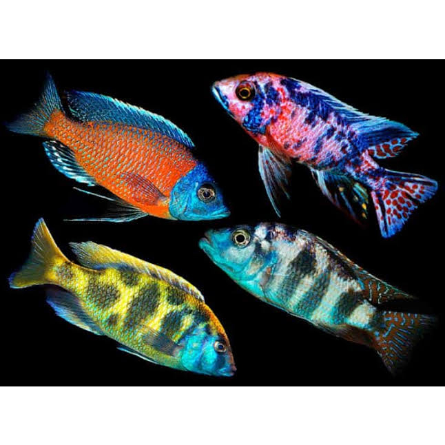 African Cichlid
