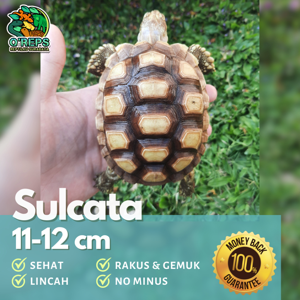 Replika patung sulcata 11-12 cm rakus lincah dome mulus no minus