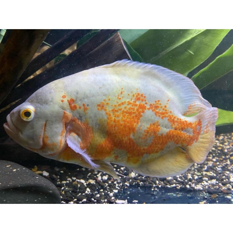 Oscar Tiger albino JUMBO