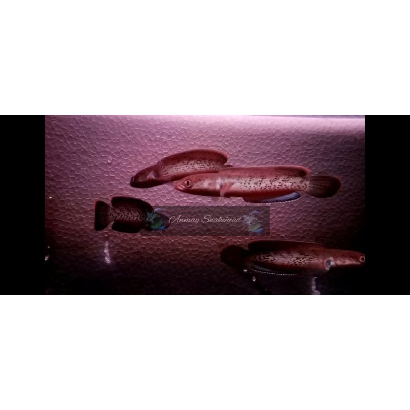 Stewarti Karbi along 7-9cm