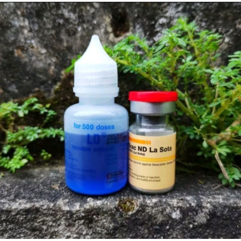 Vaksin Medivac Nd Lasota Dosis 500 ekor Vaksin lanjutan Ayam kecil